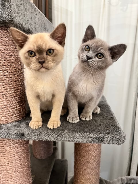 Chocolate Boy and Blue Boy