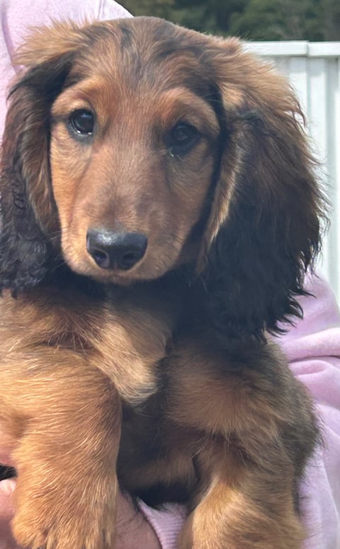 Dachshund (long haired)