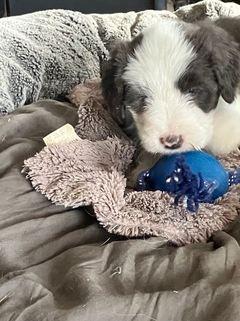 Baby Perry