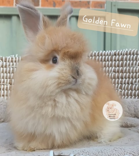 GOLD FAWN