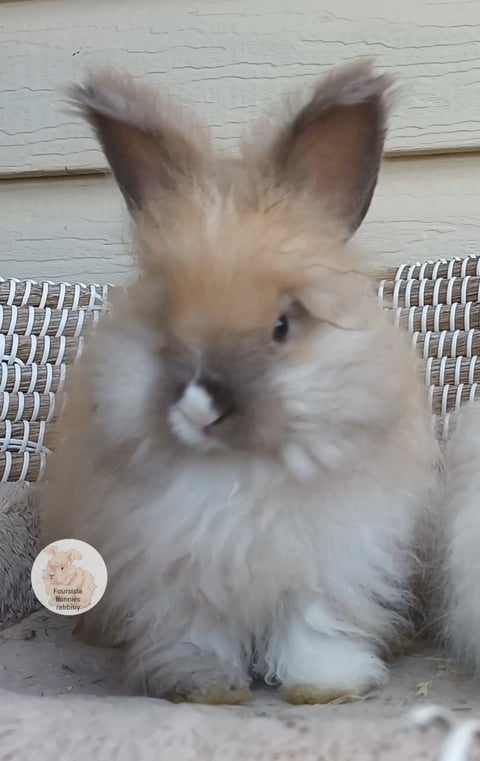 SOOTYFAWN 