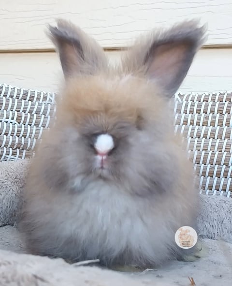 SOOTYFAWN 