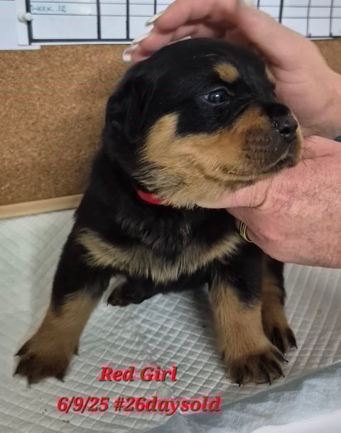 Red female