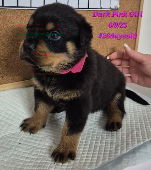 Dark Pink female