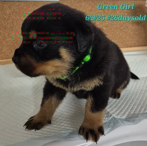 Green female 