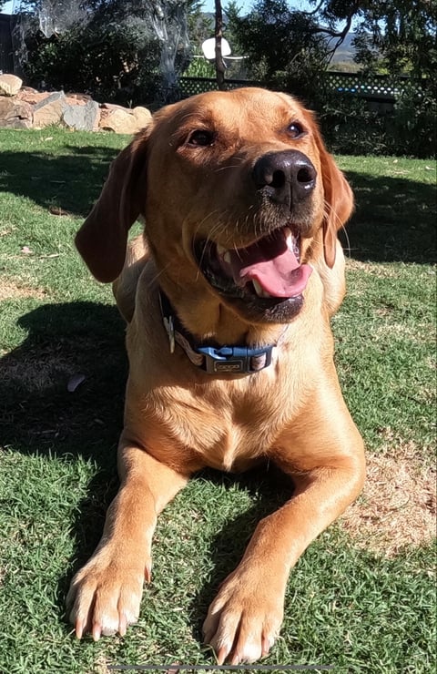 Cara