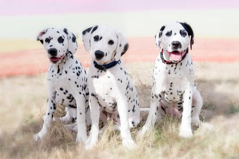 Edelevlek puppies from previous litter