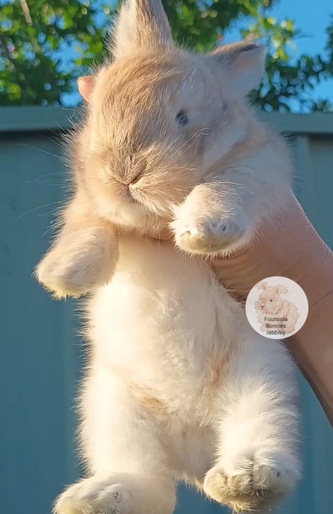 GOLDEN FAWN 