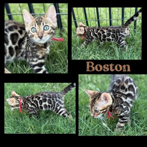 Boston