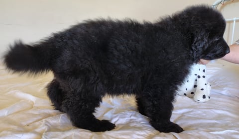 Solid Black Long stock coated (LSC) Puppy