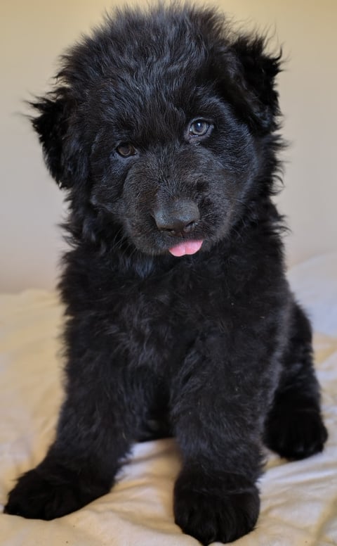 Prinkipas Teddy  (German Shepherd LSC)