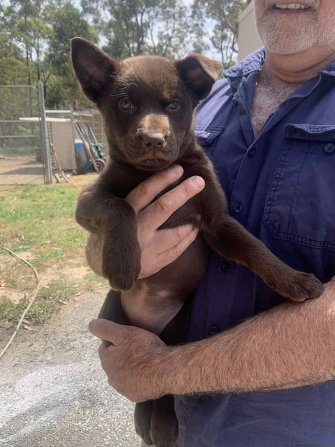 Huntarush Kelpie Pup