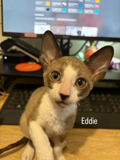 Eddie 