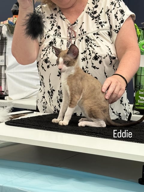Eddie