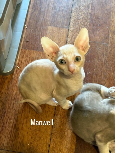 Manwell