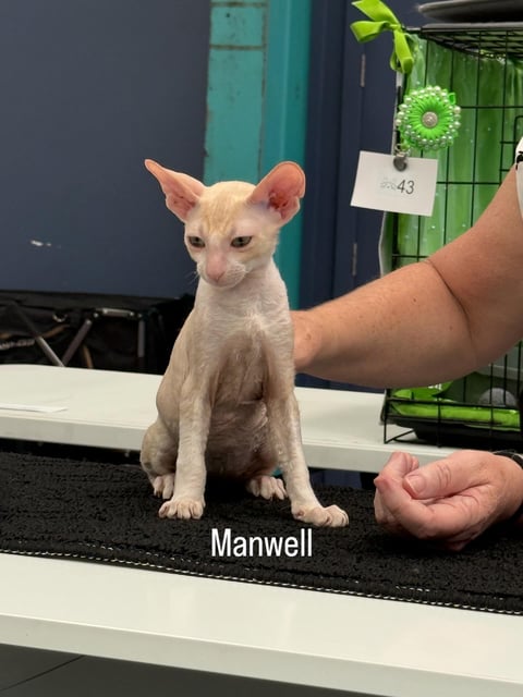 Manwell