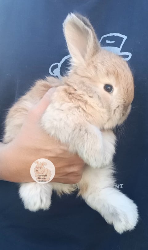 Golden Fawn 