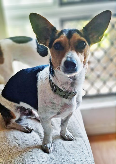 Spice | Perfect Pets (1) listing (1)