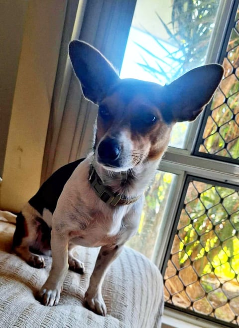 Spice | Perfect Pets (2) listing (2)