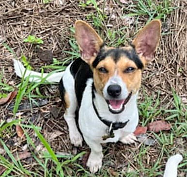 Spice | Perfect Pets (3) listing (3)
