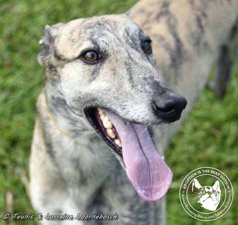 Tiger | Perfect Pets listing