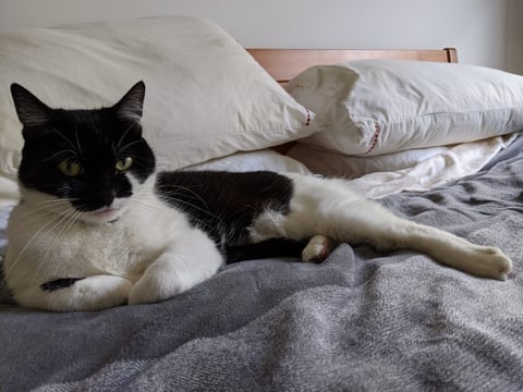 Indie - Loving Companion | Perfect Pets (3) listing (3)