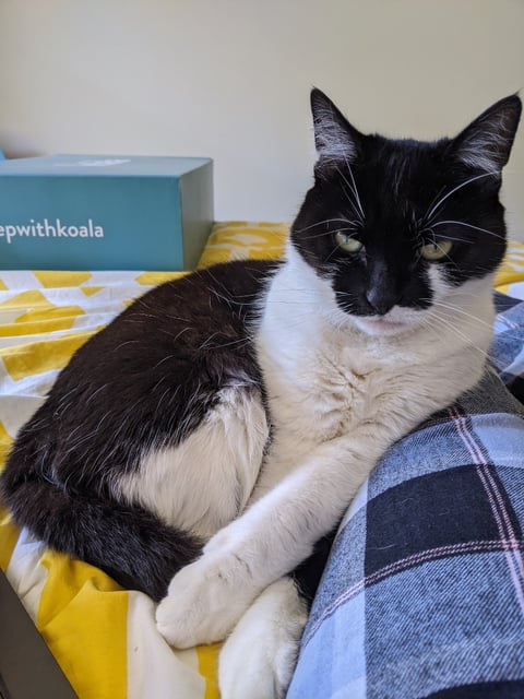 Indie - Loving Companion | Perfect Pets listing
