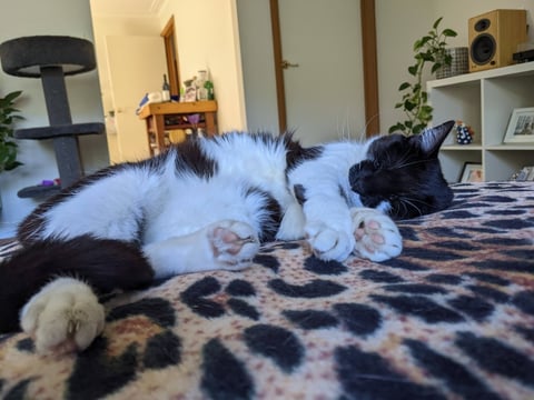 Indie - Loving Companion | Perfect Pets (2) listing (2)