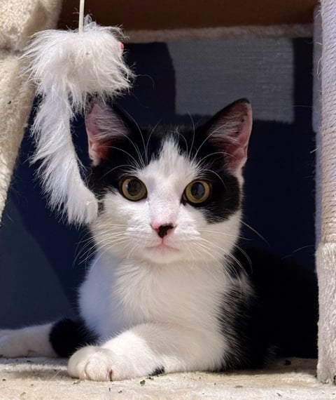 Panda Scott - Cheeky Little Guy | Perfect Pets (1) listing (1)