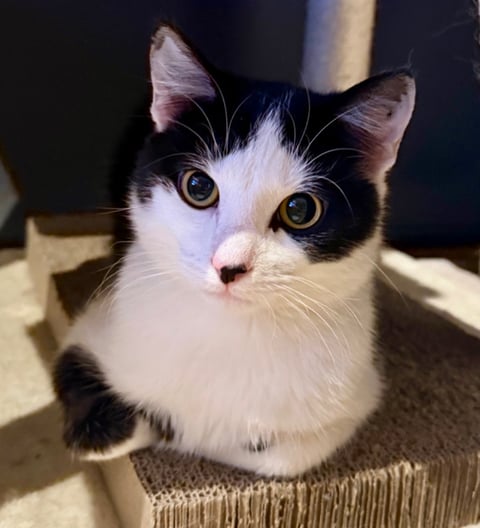 Panda Scott - Cheeky Little Guy | Perfect Pets listing