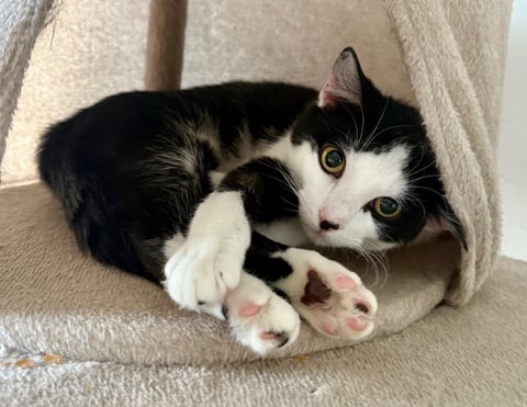Panda Scott - Cheeky Little Guy | Perfect Pets (2) listing (2)