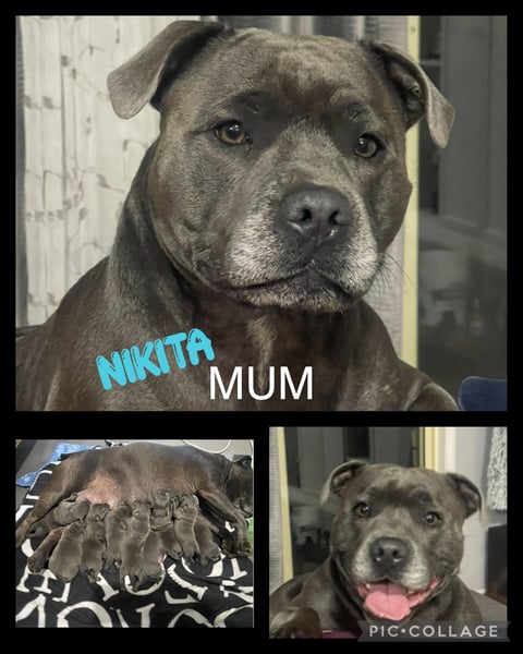 Mum Nikita