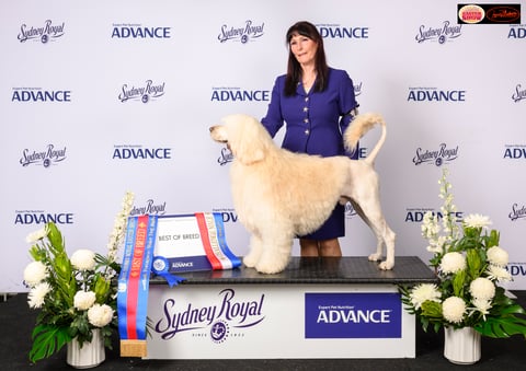 Best Of Breed Sydney Royal Easter Show 2025.