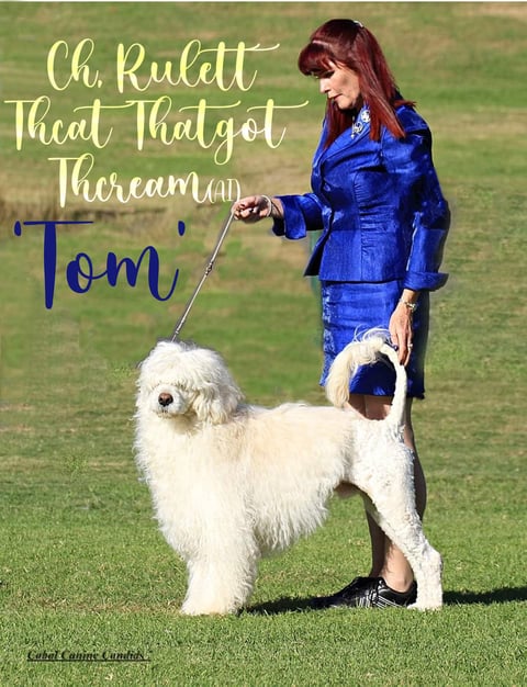 Tom attaining his Champion Title.