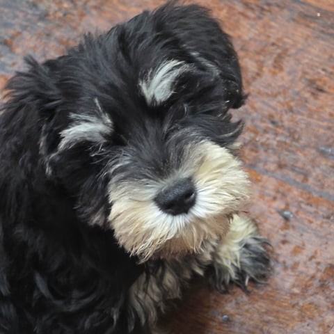 Edelgeist Schnauzer puppies 