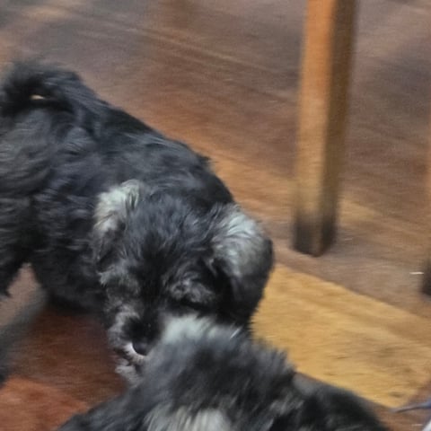 Schnauzer puppies 