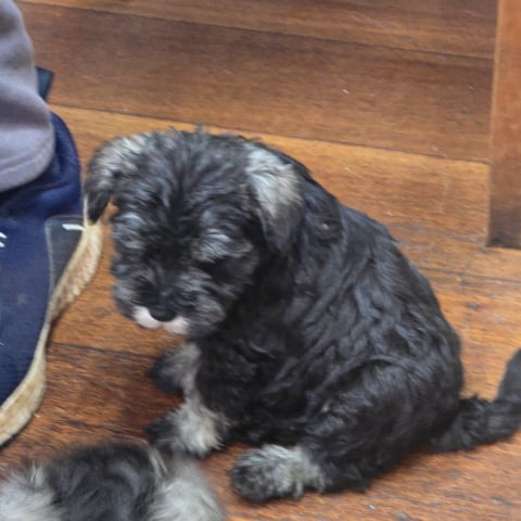 Edelgeist Schnauzer pup