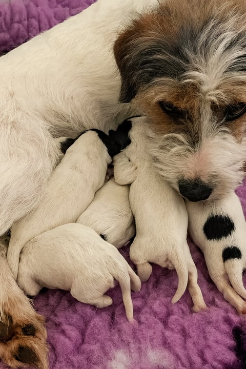Dottie & her babies