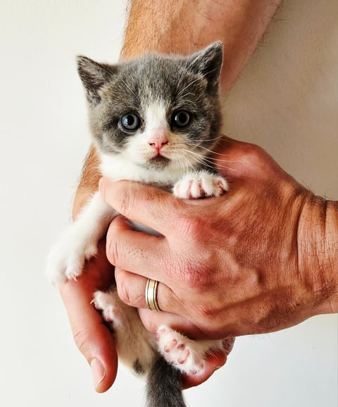 Blue Bicolour Male (Available)