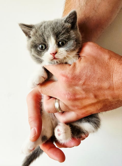 Blue Bicolour Female (Available)