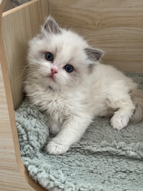 Beautiful Blue Bicolour Ragdoll Kitten