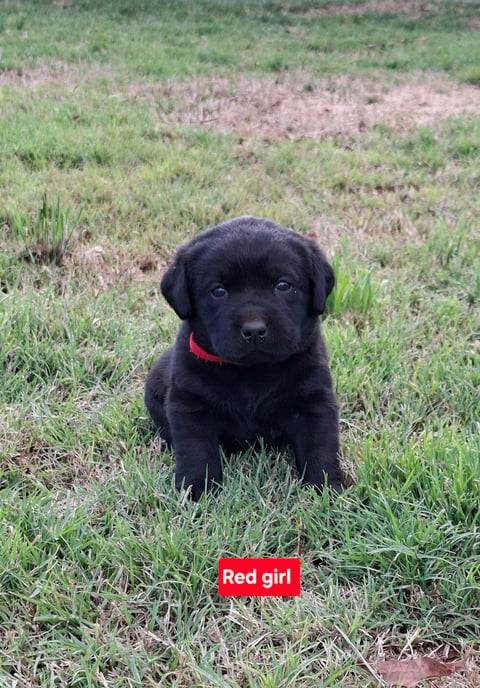 PASKARLA Labrador Puppy