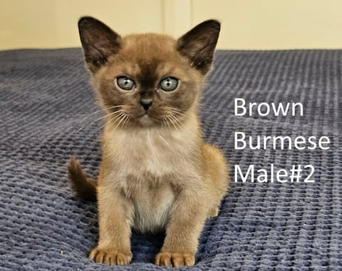Brown Burmese #2