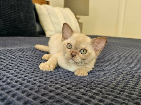 Chocolate Burmese