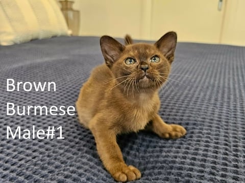 Brown Burmese 31