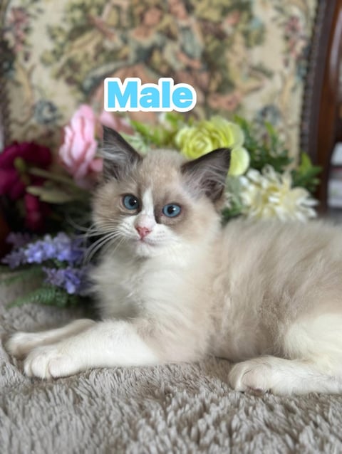 Pedigree Male Ragdoll kitten 