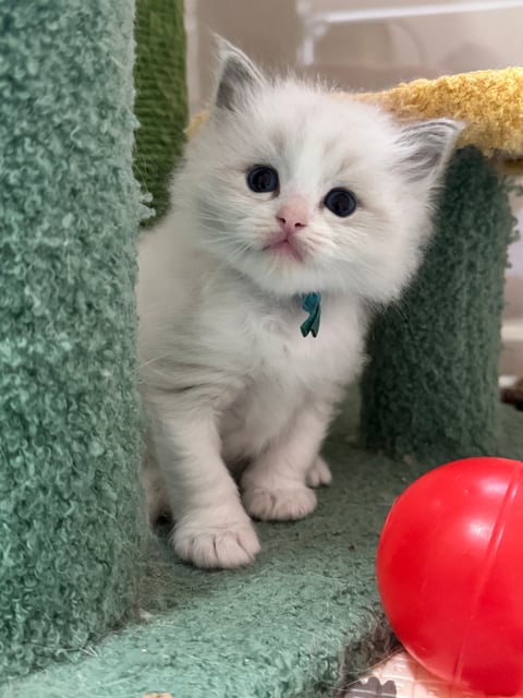 Teal collar: Blue tabby bicolour male 