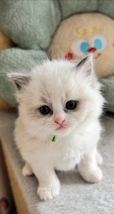 Green collar; Blue Bicolour male 
