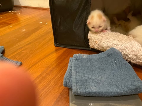 Ready to leave home? Exploring already! 2 weeks! 