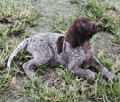 Astra - Tealpoint German Shorthaired Pointers